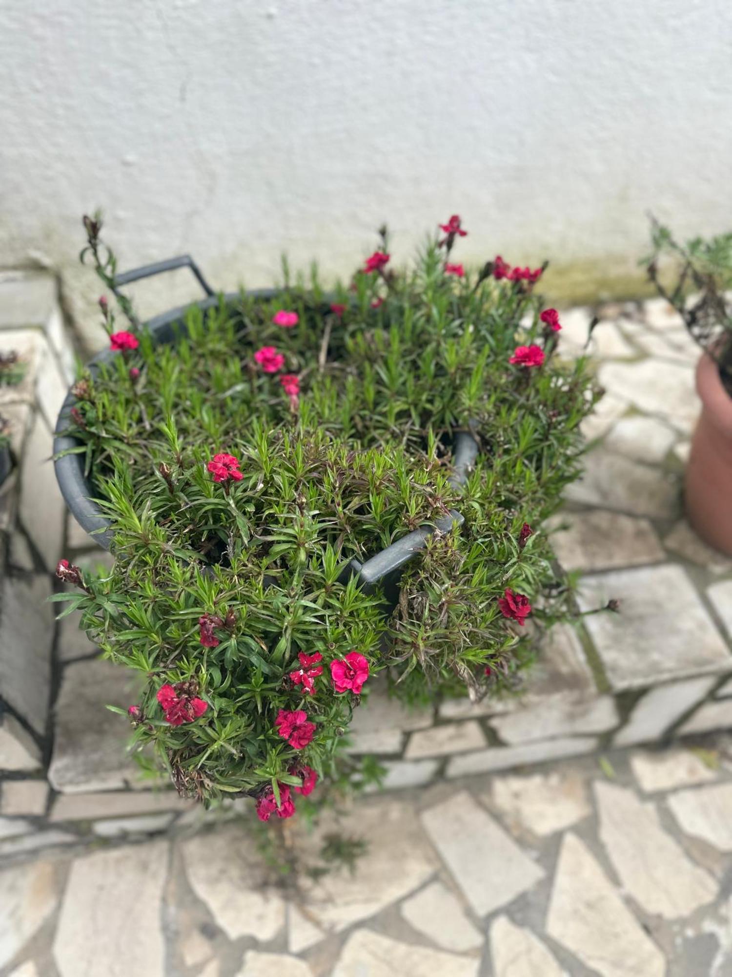 Villa Braho Gjirokastër Esterno foto