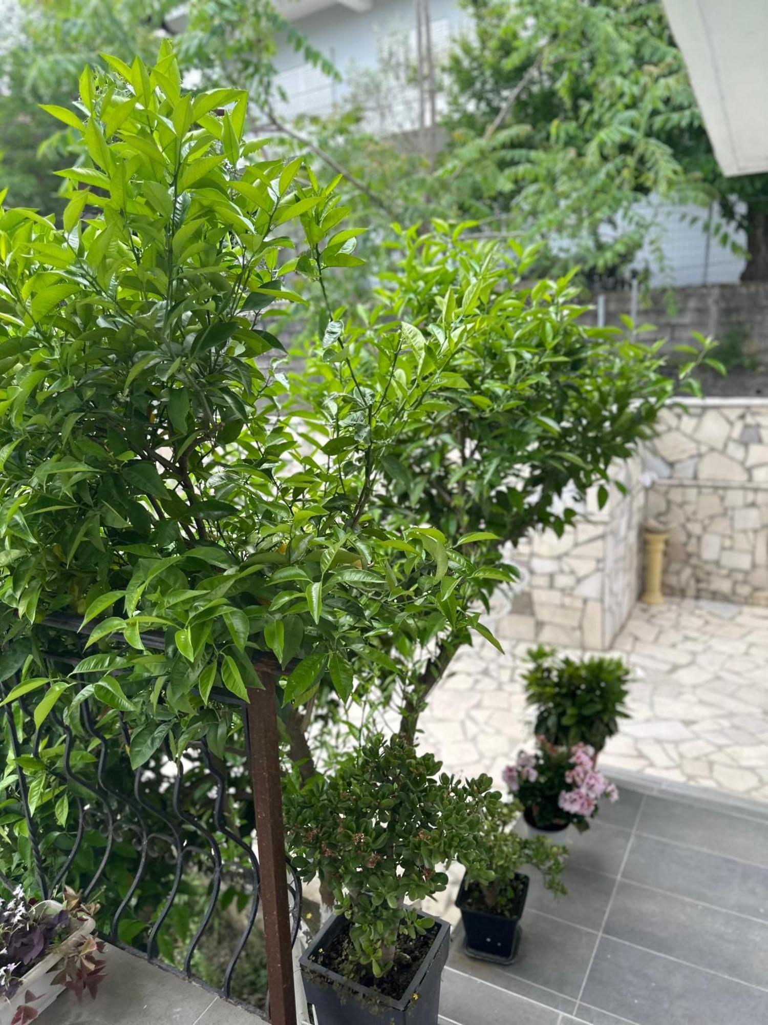 Villa Braho Gjirokastër Esterno foto